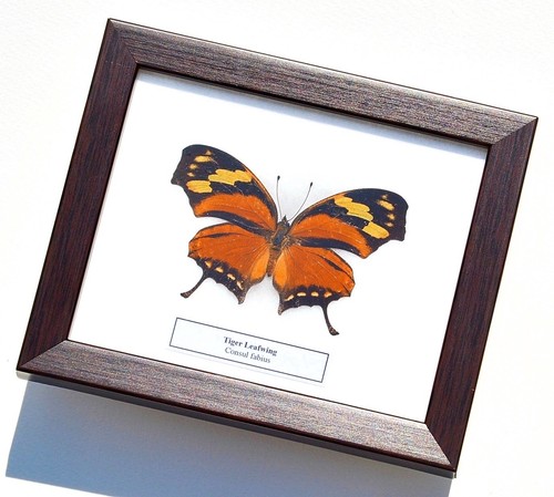 REAL ANAEA FABIUS; TIGER LEAFWING BUTTERFLY IN FRAMED DISPLAY : TAXIDERMY - Picture 3 of 4