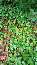 English Ivy Live Bare Root Plants 50 segments 1 lb not separated Helix Hedera