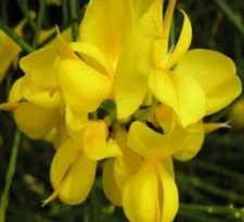 Genet Broom Absolute Pure Essential Oil - 30 ML + Free Carrier oil 10 ml