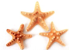 3 echte Noppen - Seesterne ca. 7-11cm Dekoration f&uuml;rs Fischernetz Starfish
