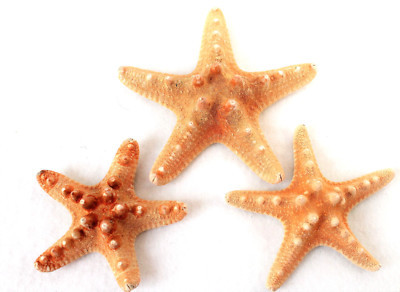 3 echte Noppen - Seesterne ca. 7-11cm Dekoration fürs Fischernetz Starfish