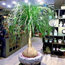 Ponytail Palm Tree Seeds (Beaucarnea recurvata) Elephant Foot Indoor House Plant
