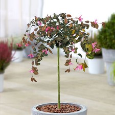 Loropetalum Chinense Fire Dance Tree | Evergreen Patio Trees for Small Gardens