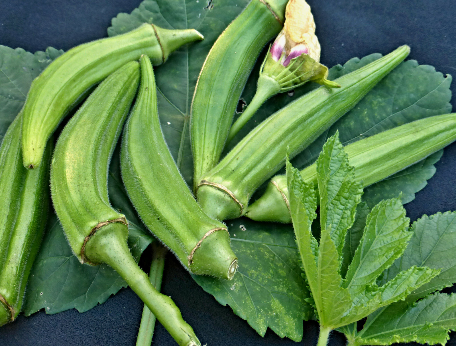 "Semillas de OKRA, Abelmoschus esculentus, "Clemson sin espinas"