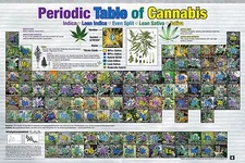 PERIODIC TABLE OF CANNABIS POSTER - 24x36 WEED POT MARIJUANA CHART LIST 241349