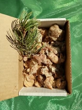 Sticky Soft Piñon Pine Tree Resin/Sap/Pitch from SWNew Mexico 1oz.-2lbs.MultiUse