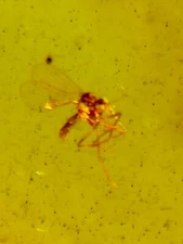 Fossil amber Insect burmite Burmese Cretaceous Mosquito Insect Myanmar