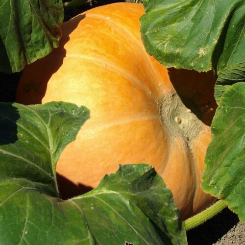 1/4 Lb Big Max Pumpkin Seeds - Everwilde Farms Mylar Seed Packet - Picture 2 of 2