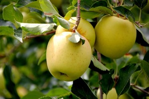 Apple-Seeds-15-Golden-Delicious-Apple-Seeds