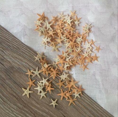 25pcs CARIBBEAN STARFISH SEA SHELL BEACH DECOR NAUTICAL TROPICAL REEF CRAFTS - Picture 1 of 10
