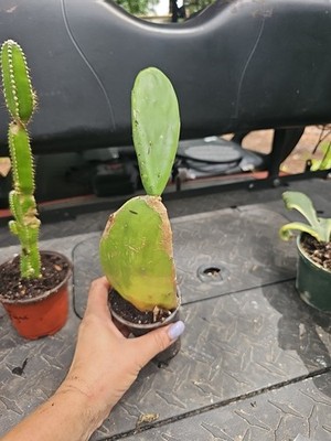 Prickly Pear Cactus No Pads Live Rooted Plant Nopales Opuntia Cacanapa Ellisiana