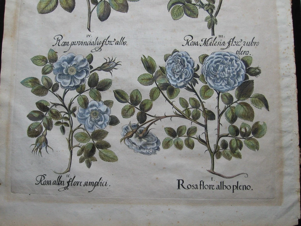 Basilius Besler: Rosen 1613/Roses, Hortus Eystettensis, Print Kupferstich - Bild 3 von 4