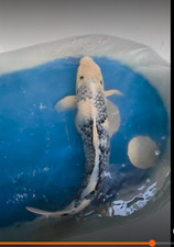 23in Shiro Utsuri  Huge Koi Japanese Imported Live Koi Fish @  Huge Koi