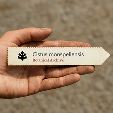 Cistus monspeliensis SEEDS - - Montpellier Cystus SEEDS | White