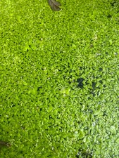Small duckweed - 7.5 grams starter culture