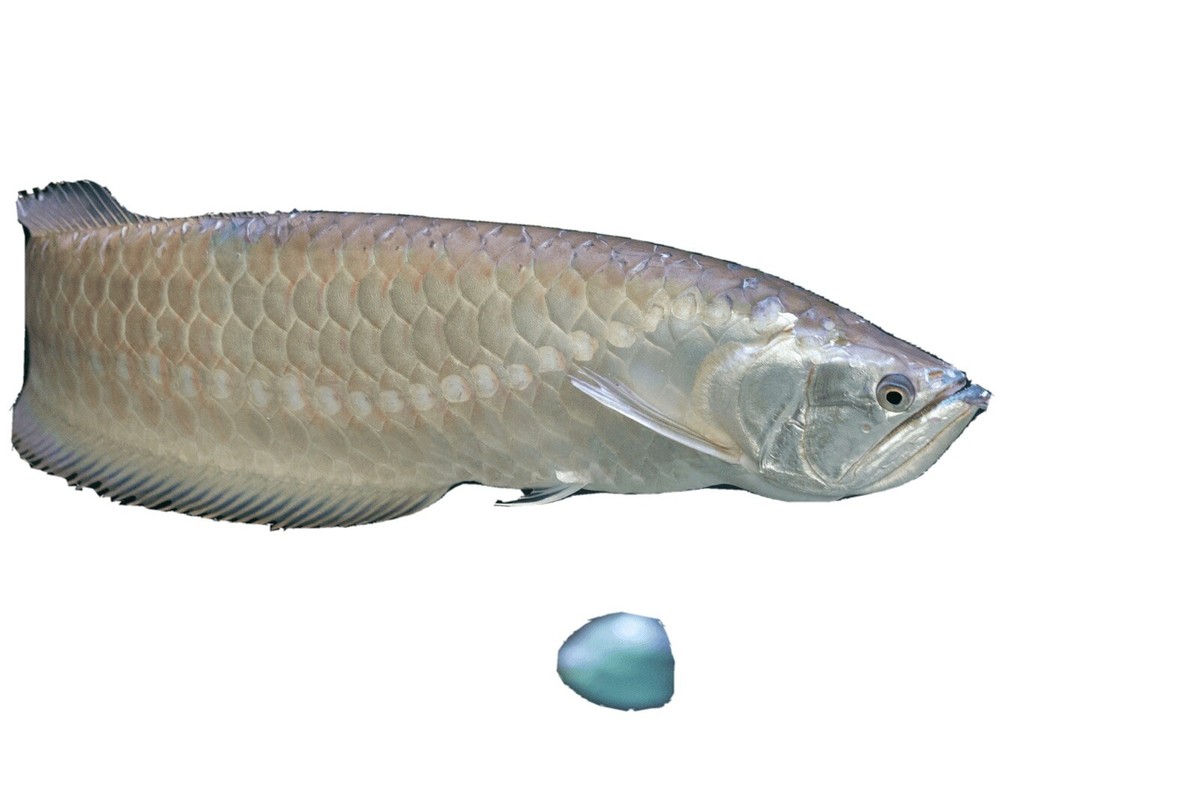 Beautiful Sliver Arowana 18 Inch Live Fish. | eBay