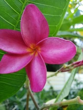 "Miami Pink" Plumeria frangipani cuttings