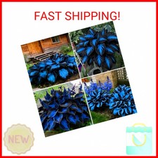 Mixrug Hosta Seeds for Planting, 290 pcs Rare Perennial Hosta Flower Seeds Plant