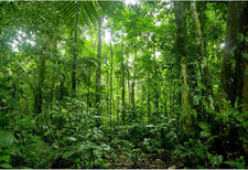 5X3Ft Jungle Forest Trees Backdrops for Photography Summer Woods Wonderland Tree