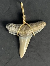 SHARK TOOTH PENDANT…1 inch fossilized LEMON SHARK Tooth from Venice Florida 