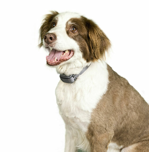 premier pet in ground fence collar