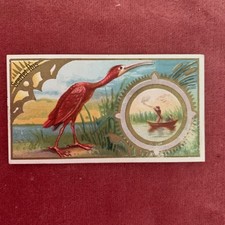 ALLEN & GINTER N13 GAME BIRDS cigarette card 1889 - SCARLET IBIS