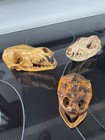 Vintage Real Animal Skulls (3) Oddities Taxidermy  — photo 1