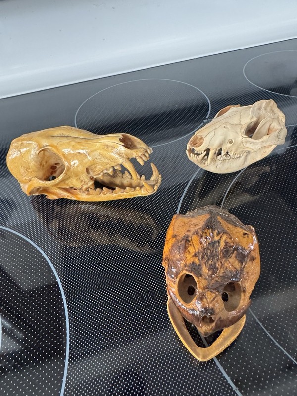 Vintage Real Animal Skulls (3) Oddities Taxidermy 
