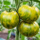 100 Heirloom Giant Green Zebra Tomato Seeds High Yields Up To 1 LB Indeterminate