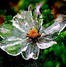 200 Transparent Color Cosmos Seeds Cosmos Bipinnatus Calliopsis Garden Flowers