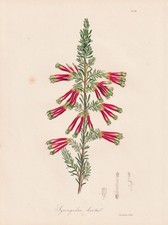 Syringodea Hirta Fiore Botanica Litografia Knowles 1837
