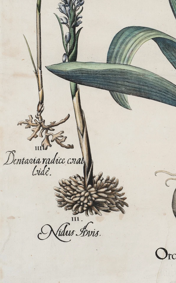 B. BESLER (1561-1629), Knabenkraut. Orchis Latifolia, um 1713, Kupferstich - Bild 4 von 4