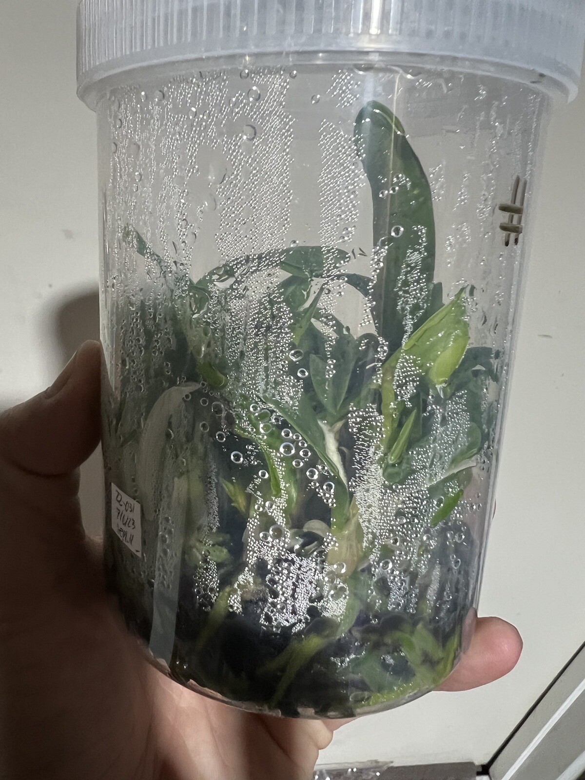 Orchids Flasks Dendrobium Hunter Bullion ‘Dave’s’ x Brimbank Gold ‘Ethan’ 2 eBay