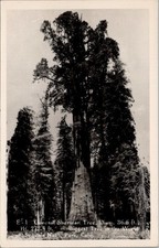 General Sherman Tree, SEQUOIA NATIONAL PARK, California Real Photo Postcard