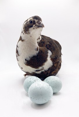 #ad #ad 15 Celadon Coturnix Quail Hatching Eggs Standard Size $27.72