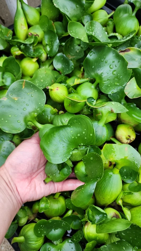 活水风信子热带水生表面池塘植物 — 第 3/4 张图片