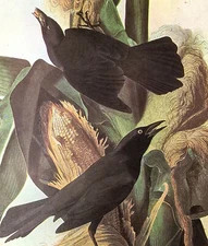 John James Audubon COMMON GRACKLE  Birds  Vintage Art Book Plate 104