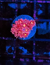 CE- WYSIWYG Midnight Madness Rainbow Goni Frag - Live Coral Frag LPS SPS #R1GA2