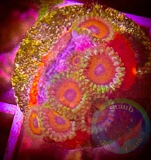 SAF~ “WYSIWYG” Eagle Eye Zoanthid Coral Frag, Palythoa, Paly, Zoa