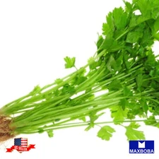 Cilantro Seeds Leisure (aka) Chinese Leisure Parsley Non-GMO Heirloom