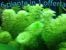 Offerta mix piante acquario