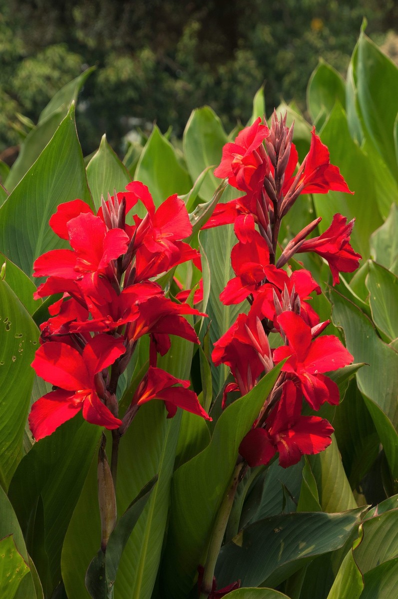 canna出品 5 RED CANNA LILY Indian Shot Canna Indica Flower Seeds *Flat S/H