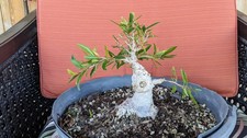 Willow Leaf Ficus Bonsai