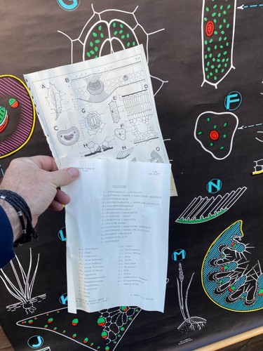 DE COLECCIÓN DR AUZOUX SOUGY BOTÁNICO DESMONTABLE ESCUELA PARED TIZA TABLA HOJA ANATOMÍA - Imagen 12 de 12