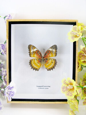 Leopard Lacewing - Real Butterfly, Prepared in a 3D Displaycase - Museum Quality