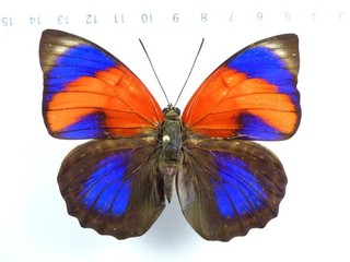 ENTOMOLOGY BUTTERFLY: AGRIAS SAHLKEI SAHLKEI F. NINUS FEMALE BRASIL RARE!!!