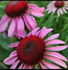 50 Echinacea SARKANA Mixed Cone Flower Seeds - Hardy Perennial