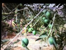 Olives, Manzanilla Green Raw California Valley for curing- small / medium size