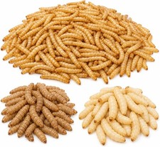 Bluebird Feeder Kit  350 Large Mealworms 150 Small BSFL 50 Waxworms
