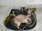 518catlover9